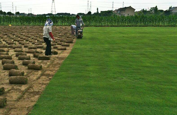 天然草坪和人工草坪哪個更適合城市綠化呢？各有利弊！