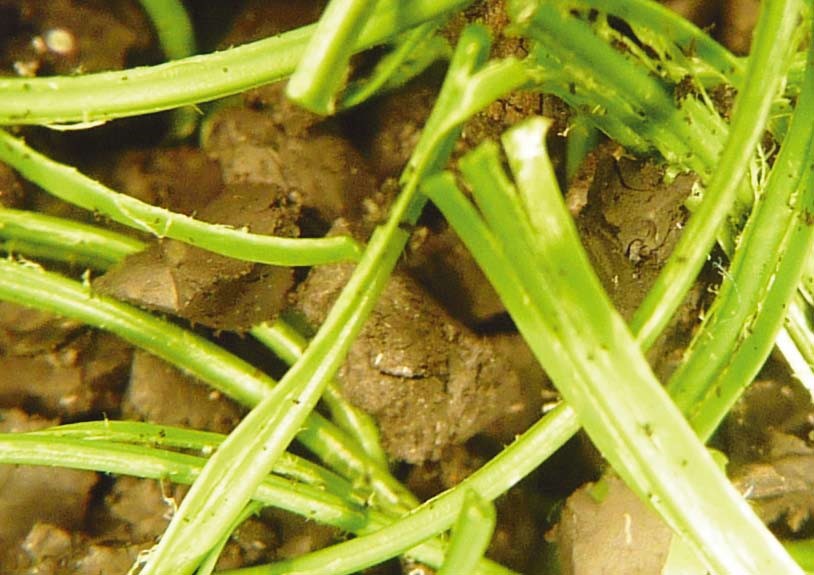 如何判斷人造草坪老化，只需知道5點(diǎn)