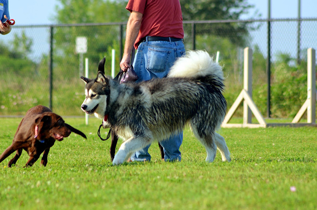 價格讓人造草坪對我們生活產生了微妙影響