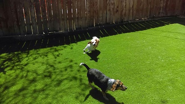 人造草坪價(jià)格貴不貴？都有哪些人造草坪類(lèi)別