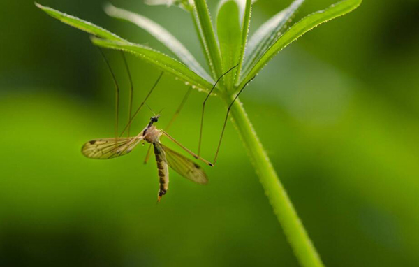 景觀人造草坪 景觀人造草坪