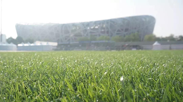 鳥(niǎo)巢體育館