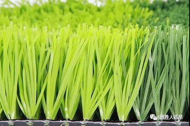 A3運(yùn)動(dòng)草